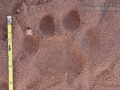 Jaguar Tracks