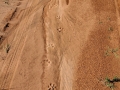 Jaguar Tracks
