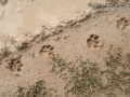 Jaguar Tracks