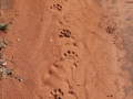 Jaguar Tracks