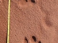 Jaguar Tracks