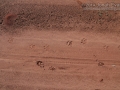 Jaguar Tracks