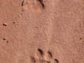 Jaguar Tracks