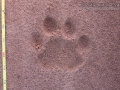 Jaguar Tracks