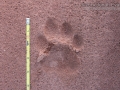 Jaguar Tracks