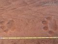Jaguar Tracks