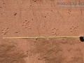 Jaguar Tracks