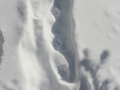 Lynx Tracks