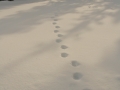 Lynx Tracks