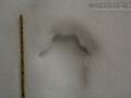 Lynx Tracks