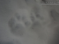 Lynx Tracks
