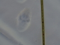 Lynx Tracks