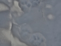 Lynx Tracks