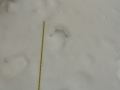 Lynx Tracks