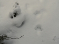 Lynx Tracks