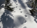 Lynx Tracks