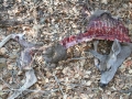 Mountain Lion Kill