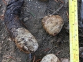 Mountain Lion Scat