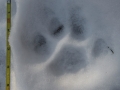 Mountain Lion Tracks