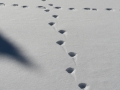 Mountain Lion Tracks