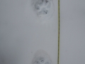 Mountain Lion Tracks