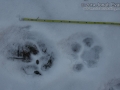 Mountain Lion Tracks