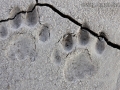 Mountain Lion Tracks