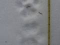 Mountain Lion Tracks