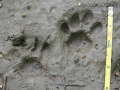 Ocelot Tracks