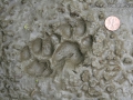 Ocelot Tracks