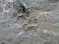 Ocelot Tracks