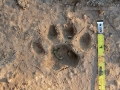 Ocelot Tracks