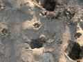 Ocelot Tracks