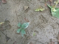 Ocelot Tracks