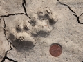 Ocelot Tracks
