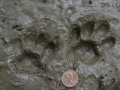 Ocelot Tracks