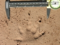 Alligator Tracks