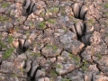 Alligator Tracks
