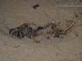 Baby Green Sea Turtle Tracks