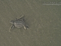 Baby Green Sea Turtle Tracks