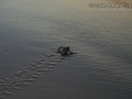 Baby Green Sea Turtle Tracks
