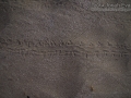 Baby Green Sea Turtle Tracks