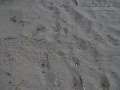Baby Green Sea Turtle Tracks
