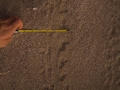 Baby Green Sea Turtle Tracks