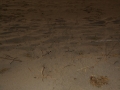 Baby Green Sea Turtle Tracks
