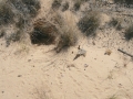 Box Turtle Burrow