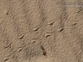Box Turtle Tracks