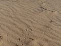 Box Turtle Tracks