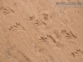 Caiman Tracks (South America)