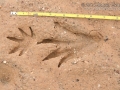 Caiman Tracks (South America)